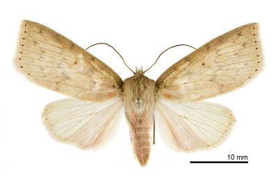 展膜瘤蛾 Tympanistes fusimargo 雌蟲