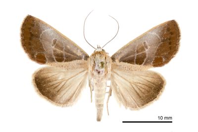 圓俊瘤蛾 Westermannia elliptica elliptica 雄蟲