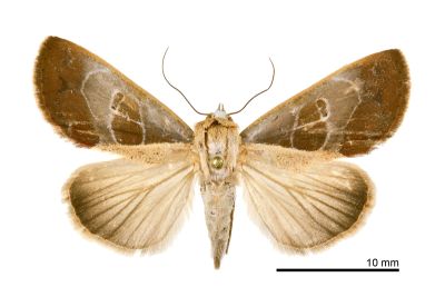 圓俊瘤蛾 Westermannia elliptica elliptica 雌蟲