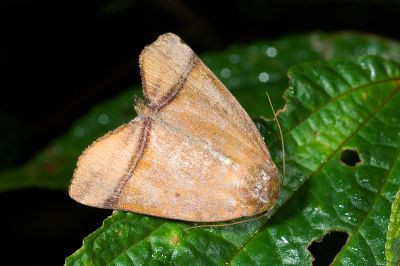 蓮霧赭瘤蛾 Carea varipes 雄蟲