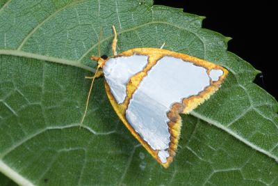 斑表瘤蛾 Titulcia confictella 性別不明