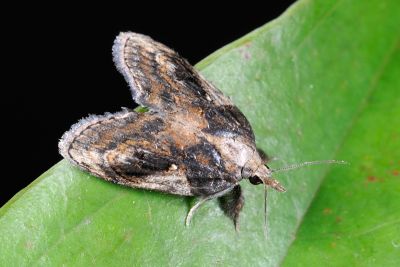 Selepa molybdea 雌蟲