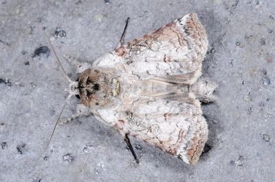 銀帆瘤蛾 Macrobarasa xantholopha
