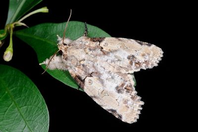 癩皮瘤蛾 Gadirtha inexacta 雄蟲