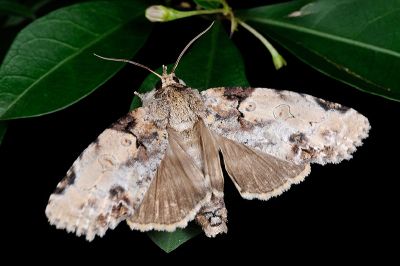 癩皮瘤蛾 Gadirtha inexacta 雄蟲
