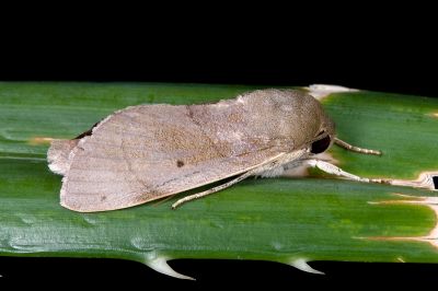 Aiteta musculina 雄蟲
