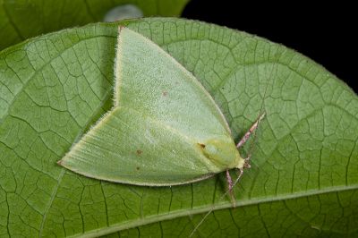 綠角翅瘤蛾 Tyana falcata 性別不明