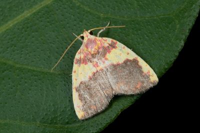 內黃血斑瘤蛾 Siglophora sanguinolenta 雄蟲