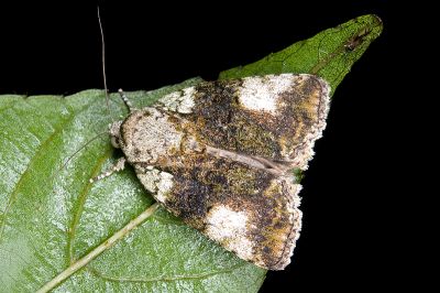 楓楊癬皮瘤蛾 Blenina quinaria