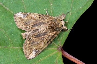 紋皮瘤蛾 Plotheia exacta 雄蟲