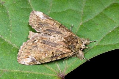 紋皮瘤蛾 Plotheia exacta 雄蟲