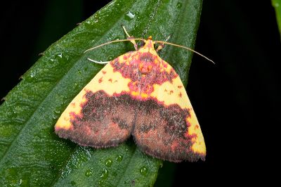 內黃血斑瘤蛾 Siglophora sanguinolenta 雄蟲