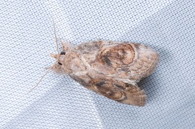 細皮瘤蛾 Selepa celtis 雄蟲