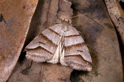 三條火夜蛾 Flammona trilineata 雄蟲