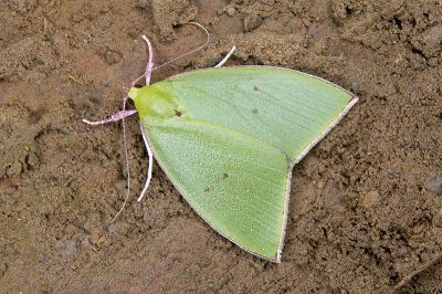 綠角翅瘤蛾 Tyana falcata 性別不明