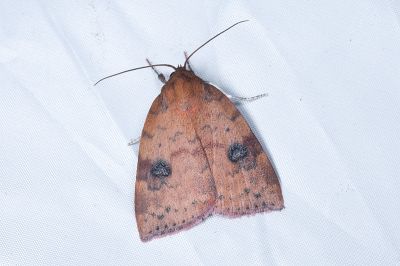 霜瘤蛾 Gelastocera exusta 雌蟲