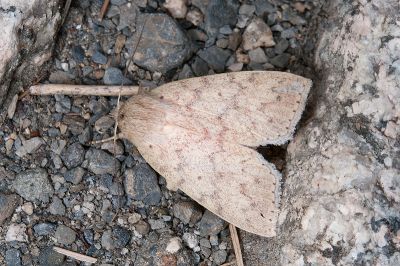 展膜瘤蛾 Tympanistes fusimargo 雄蟲