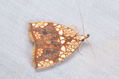銀斑砌石瘤蛾 Gabala argentata 雄蟲