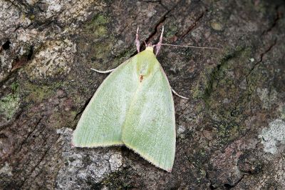 綠角翅瘤蛾 Tyana falcata 雄蟲