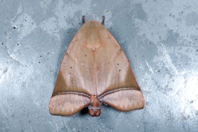 蓮霧赭瘤蛾 Carea varipes 雌蟲