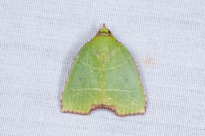 角斐瘤蛾 Paracrama angulata 雄蟲