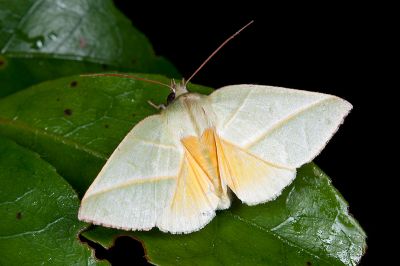 太平粉翠瘤蛾 Hylophilodes tsukusensis 雄蟲