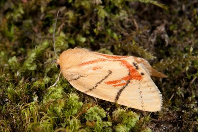 花布麗瘤蛾 Camptoloma carum 雄蟲
