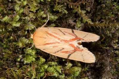 花布麗瘤蛾 Camptoloma carum 雄蟲