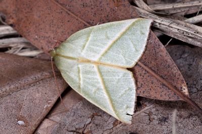 太平粉翠瘤蛾 Hylophilodes tsukusensis 雌蟲