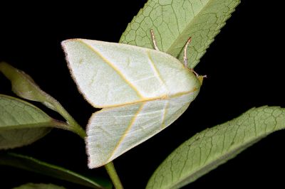 太平粉翠瘤蛾 Hylophilodes tsukusensis 雌蟲