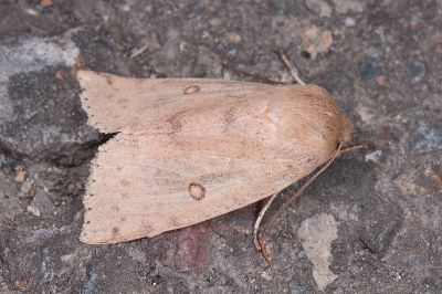 紅點展膜瘤蛾 Tympanistes rubidorsalis 雄蟲