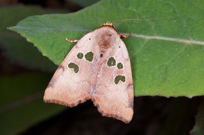 Carea trimacula 雄蟲