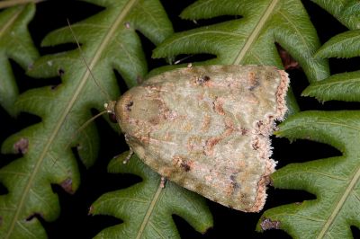 Blenina angulipennis