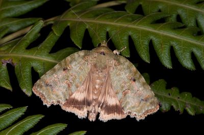 Blenina angulipennis