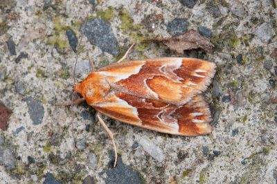 橘納瘤蛾 Narangodes flavibasis 雄蟲