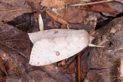 紅點展膜瘤蛾 Tympanistes rubidorsalis 雄蟲
