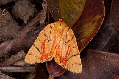 花布麗瘤蛾 Camptoloma carum 雌蟲