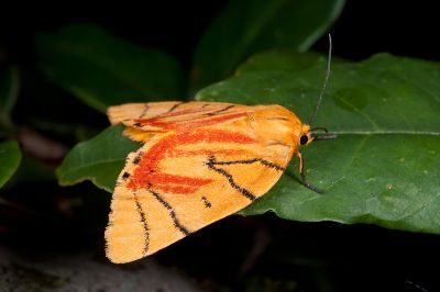花布麗瘤蛾 Camptoloma carum 雌蟲