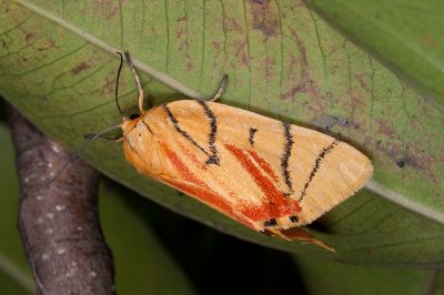 花布麗瘤蛾 Camptoloma carum 雌蟲