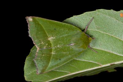 紅衣瘤蛾 Clethrophora distincta