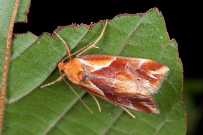 橘納瘤蛾 Narangodes flavibasis 雄蟲