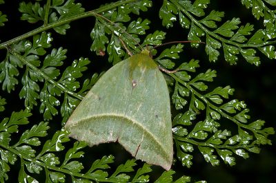 紅衣瘤蛾 Clethrophora distincta