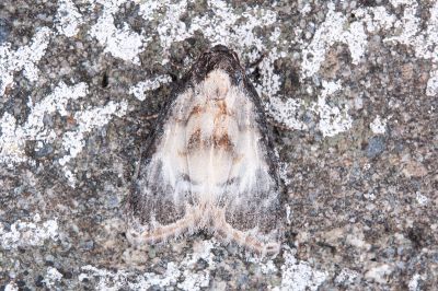 優嵐瘤蛾 Evonima elegans 雄蟲