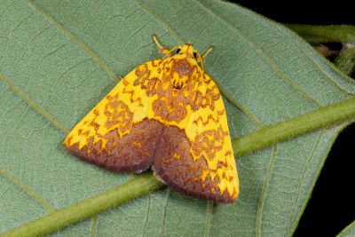 鏽血斑瘤蛾 Siglophora ferreilutea 性別不明