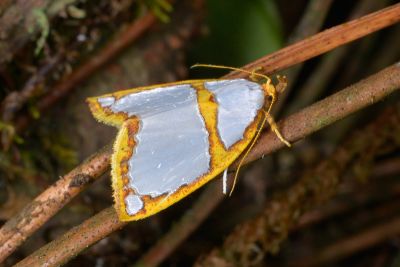 斑表瘤蛾 Titulcia confictella 雄蟲