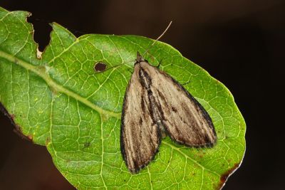 欖仁絨瘤蛾 Sarbena ustipennis 雄蟲