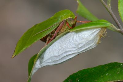 紅衣瘤蛾 Clethrophora distincta 雄蟲
