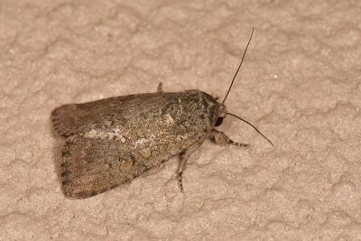 梳斜紋夜蛾 Spodoptera pecten 雌蟲