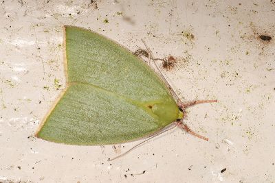 綠角翅瘤蛾 Tyana falcata 雌蟲