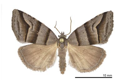 三條火夜蛾 Flammona trilineata 雄蟲